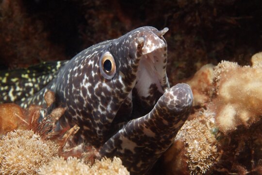 Spotted Moray (Gymnothorax moringo), looking out of hideaway in coral reef, aggressive gesture, Saint Lucia, St. Lucia Island, Windward Islands, Lesser Antilles, Caribbean, Caribbean Sea, Central America