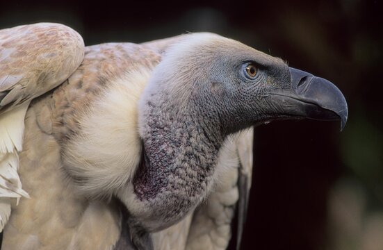 Cape Vulture (Gyps coprotheres), endangered species, KwaZulu-Natal, South Africa, Africa