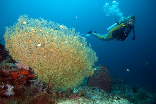 Diver in a coral reef, Padre Burgos, Southern Leyte, Philippines, Asia