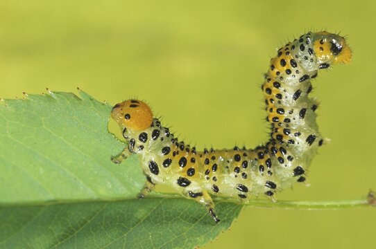Sawfly larva