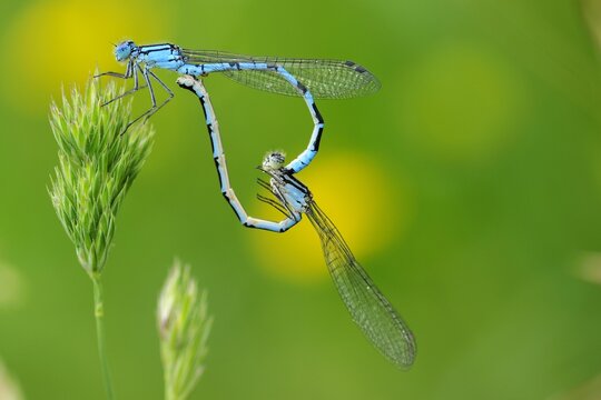 Damselfly (Coenagrion) mating pair