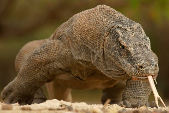 Komodo Dragon (Varanus komodoensis), Rinca Island, Komodo National Park, Indonesia, Asia