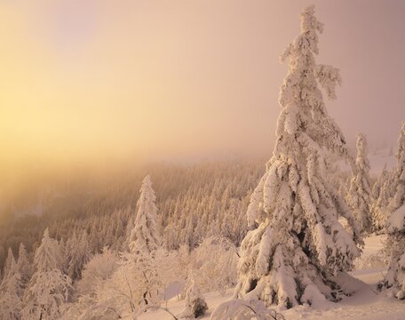 Winter landscape at sunset, Mt. Feldberg, Black Forest, Baden-Wuerttemberg, Germany, Europe