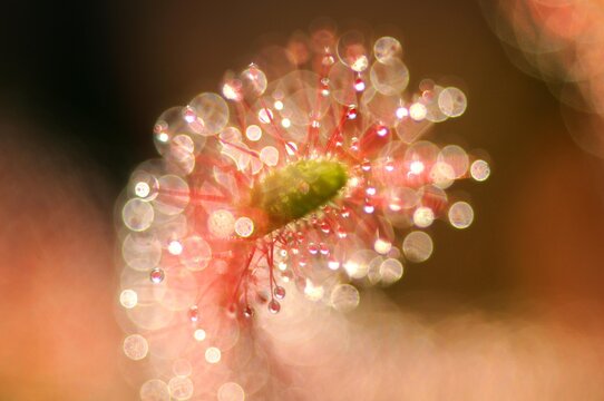 Detailed view, Cape sundew (Drosera capensis)