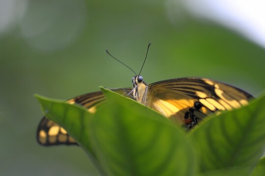 White peacock (Anartia jatropha) perched on a leaf