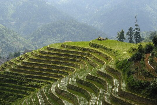 The world-famous rice terraces of Longji "Backbone of the Dragon" or "Vertebra of the Dragon" for paddy cultivation, Dazhai, Ping'an, Guilin, Longsheng, Guangxi, China, Asia