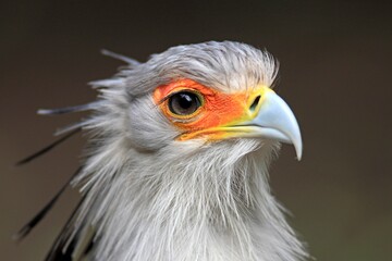 Secretary Bird (Sagittarius serpentarius), adult, portrait, Cape Town, South Africa, Africa