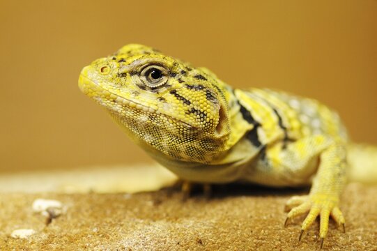 Yellow Agama (Agamidae)