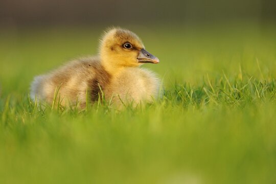 Graylag gosling (Anser anser), sitting in a meadow