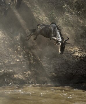 Gnu, Blue Wildebeest (Connochaetes taurinus), gnu migration, gnu jumping into the Mara River, Masai Mara, Kenya, Africa
