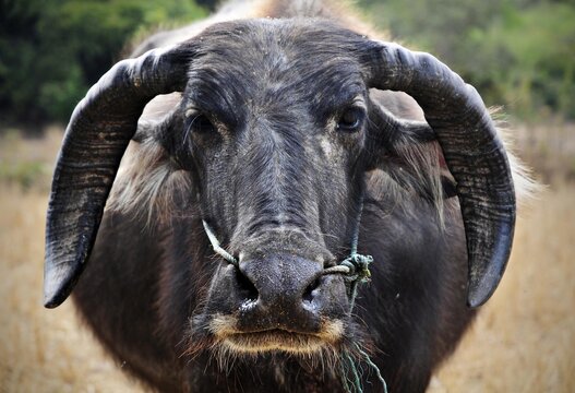 Asian buffalo, Wild water buffalo (Bubalus arnee) in Laos, Southeast Asia, Asia