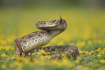 Western Diamondback Rattlesnake (Crotalus atrox), adult in striking pose in wildflower field, Laredo, Webb County, South Texas, USA, America, North America
