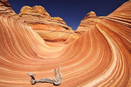 Withered branch at The Wave, banded eroded Navajo sandstone rocks with Liesegang Bands, Liesegangen Rings, or Liesegang Rings, North Coyote Buttes, Paria Canyon, Vermilion Cliffs National Monument, Arizona, Utah, USA, North America