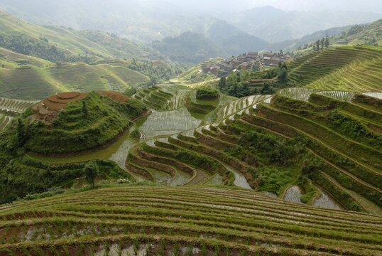 World-famous rice terraces of Longji "Backbone of the Dragon" or "Vertebra of the Dragon" for paddy cultivation, Dazhai, Ping'an, Guilin, Longsheng, Guangxi, China, Asia
