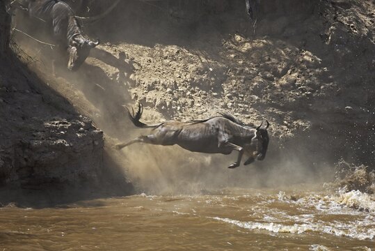 Gnu, Blue Wildebeest (Connochaetes taurinus), gnu migration, gnus jumping into the Mara River, Masai Mara, Kenya, Africa