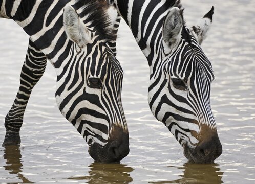 Zebra, Plains Zebra, Boehmzebra, (Equus quagga boehmi), zebra double portrait drinking, Ngorongoro Crater, Tanzania, Africa
