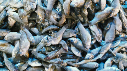 Texture background of baby fish at fish market
