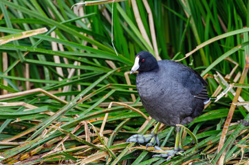 American Coot (Fulica americana) in green reeds