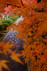 紅葉に染まる京都、一休寺酬恩庵の参道