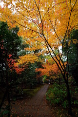 Naklejka premium 紅葉に染まる京都、一休寺酬恩庵