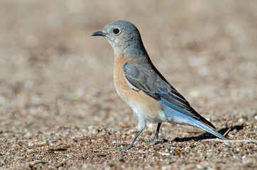 Western Bluebird (Sialia mexicana)