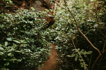 Footpath amidst green plants in forest