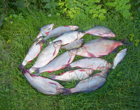Summer, fishing hobby. The river fish lies in a circle on the green grass. Fishing happiness Fish bream, ide, perch, roach, roach, chebak, roach, dace, European roach, bass