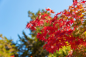 Autumn leaves 秋の紅葉