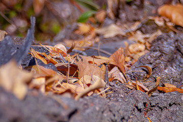 Yellow dry leaves lie on the bark of a fallen tree. Soft focus