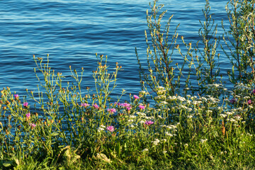 beautiful, colorful, bright plants and flowers on the shore of a natural blue, natural reservoir, river, sea in summer