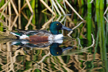 Northern Shoveler (Spatula clypeata) and reflection on pond