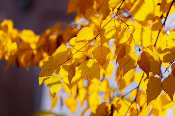 Bright yellow autumn leaves on a birch tree in the sun. Soft focus