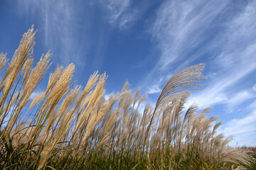 Obraz premium Blue sky, silver grass, nature, grass, sky, green, blue, people, landscape, scene, beautiful, view, mountain, tourist, tully, scenery, tourism, silver strand, holiday, park, background, ocean, wild, h