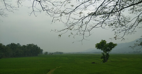 misty morning in the forest