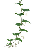 green leaves plant isolated include clipping path on white background