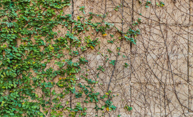 Fototapeta premium grass background