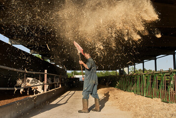 Farmer throwing fodder with shovel in air near livestock at farm