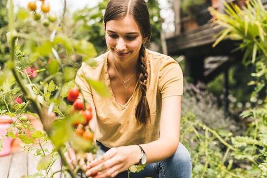 Young woman picking cherry tomatoes while crouching in vegetable garden
