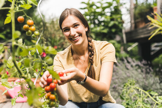 Happy young woman picking cherry tomatoes from plant in vegetable garden