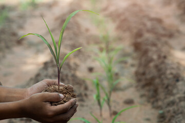 Close Up Plant in a Boy Hands. Ecology concept. Nature Background
