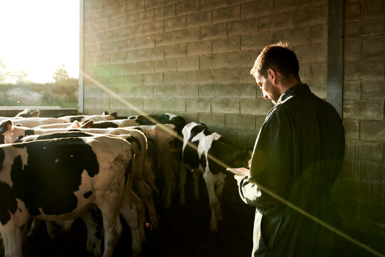 Farmer checking on count of bulls and taking notes at farm