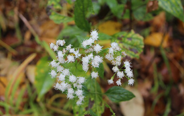 White snakeroot at Campground Road Woods in Des Plaines, Illinois