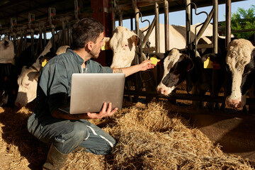 Farmer feeding cows while using laptop near livestock at farm