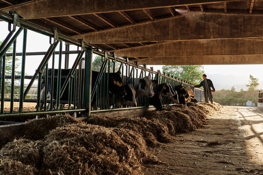 Farmer feeding cows at shed in farm
