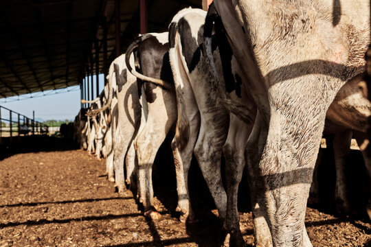 Herd of cows standing in row at farm