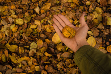 holding yellow fall leaf on hand palm against blurry background of autumn foliage. Copy space. Top view. Autumn has come concept
