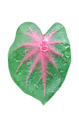 Pink and Green Caladium bicolor leaf with drops isolated on white background included clipping path.