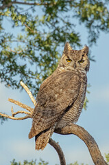Obraz premium Great Horned Owl (Bubo virginianus) in daylight 