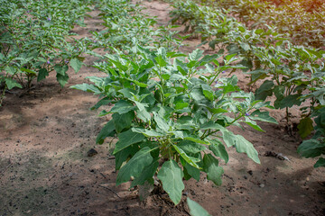 Thai Green Eggplant in the garden.Agricultural land.