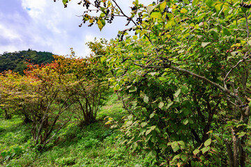 Fototapeta na wymiar ナツハゼの木のある風景